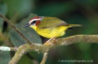 Rufous-capped Warbler (Basileuterus rufifrons)