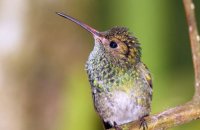 Rufous-tailed hummingbird (Amazilia tzacatl) 2