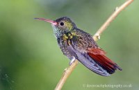Rufous-tailed hummingbird (Amazilia tzacatl) 1