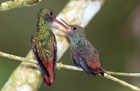 Rufous-tailed hummingbird feeding a chick (Amazilia tzacatl) 4