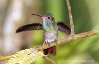 Rufous-tailed hummingbird having a stretch (Amazilia tzacatl) 3