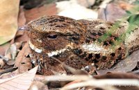 Rufous Nightjar (Antrostomus rufus) 1