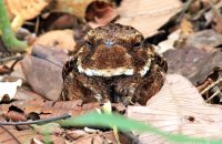 Rufous Nightjar (Antrostomus rufus) 2