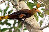 Russet-backed Oropendola (Psarocolius angustifrons)
