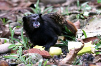 Saddle-Backed Tamarin (Saguinus fuscicollis)