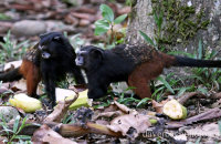 Saddle-backed Tamarins (Saguinus fuscicollis)