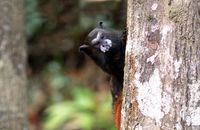 Saddle-backed Tamarins (Saguinus fuscicollis)