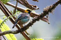 Saffron-crowned Tanager (Tangara xanthocephala)