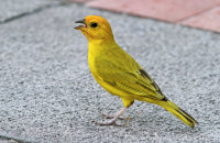 Saffron Finch (Sicalis flaveola)