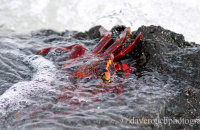 Sally Lightfoot Crab hanging on in the tide (Grapsus grapsus) (1)