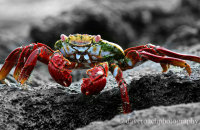 Sally Lightfoot Crab (Grapsus grapsus) (2)
