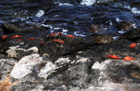 Sally Lightfoot Crabs (Grapsus grapsus) on the shore at South Plaza