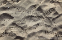 Sally Lightfoot tracks on the beach