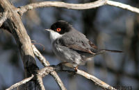 Sardinian Warbler (Curruca melanocephala) 1