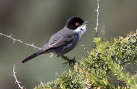 Sardinian Warbler singing (Curruca melanocephala) 2