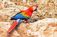 Scarlet Macaw (Ara macao)