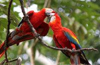 Scarlet Macaws (Ara macao)