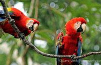 Scarlet Macaws (Ara macao)