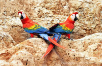 Scarlet Macaws posing (Ara macao)