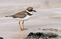 Semi-palmated Plover (Charadrius semipalmatus)