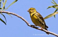 Serin (Serinus serinus)