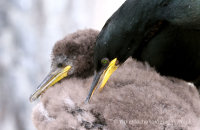 Shag and chick (Phalacrocorax aristotelis)