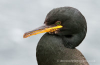 Shag (Phalacrocorax aristotelis)