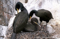 Shag family on their nest (Phalacrocorax aristotelis)