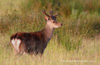 Sika Deer (Cervus nippon)