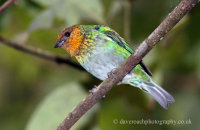 Silver-backed Tanager (Tangara viridicollis)