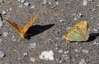 Silver-washed Fritillary (Argynnis paphia) 1. Drinking from a forest path