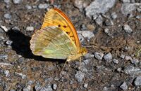 Silver-washed Fritillary (Argynnis paphia) 2