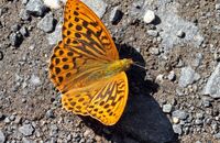 Silver-washed Fritillary (Argynnis paphia) 3
