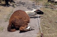 Llama (Lama glama) asleep on a path within the Inca city, not at all bothered by the crowds