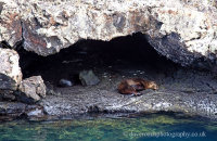 Sleeping Sealions at Los Tuneles, Isabela (4)