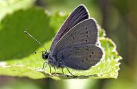 Small Blue butterfly (Cupido minimus)