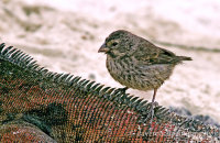 Small Ground Finch (Geospiza fuliginosa) cleaning a Marine Iguana (Amblyrhynchus cristatus) (5)