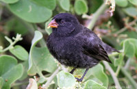 Small Ground Finch (Geospiza fuliginosa)