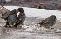 Small Ground Finches bathing (Geospiza fuliginosa)
