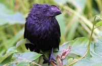 Smooth-billed Ani (Crotophaga ani)
