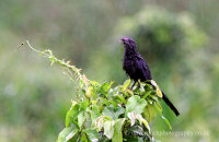 Smooth-billed Ani (Crotophaga ani)