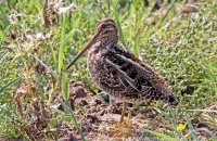 Snipe (Gallinago gallinago) 2
