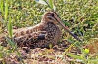 Snipe resting (Gallinago gallinago) 3