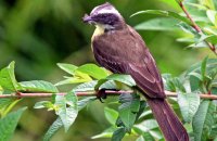 Social Flycatcher (Myiozetetes similis)