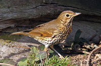 Song Thrush (Turdus philomelos)