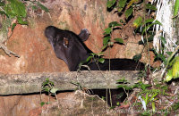 South American Tapir eating clay  (Tapirus terrestris)