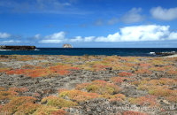 South Plaza (2). The Galapagos Carpetweed provides a welcome splash of orange-red colour on the mostly-barren lava rock.