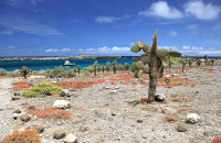 South Plaza (1). A small uninhabited island off Santa Cruz