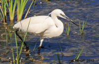 Little Egret fishing (Egretta garzetta) 1