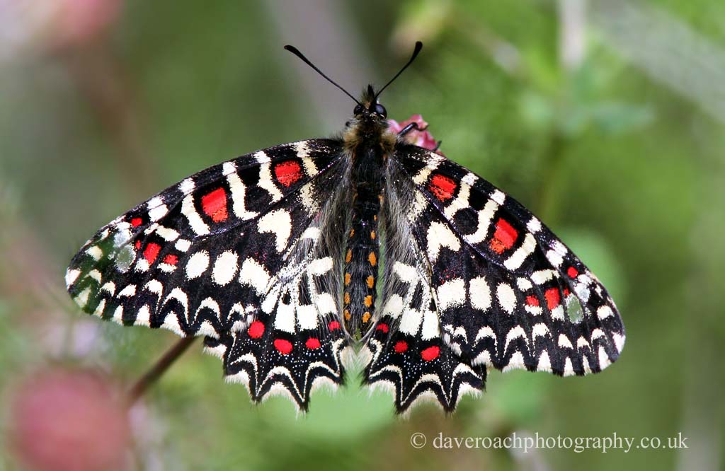 Nature Photography by Dave Roach Spanish Festoon (Zerynthia rumina)